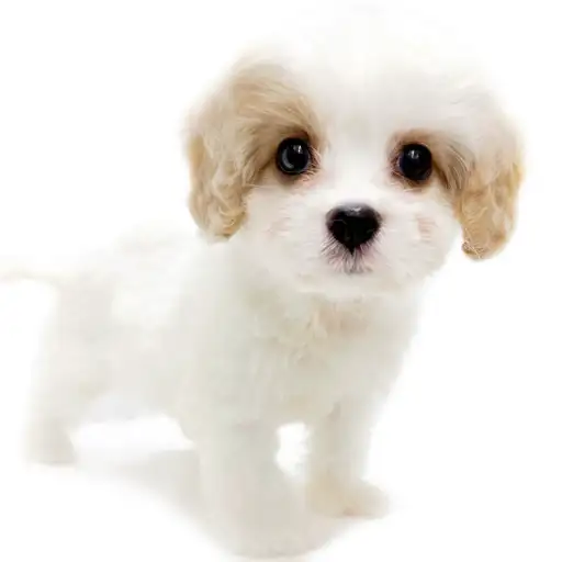 MIX（キャバリアキングチャールズスパニエル×ビションフリーゼ）