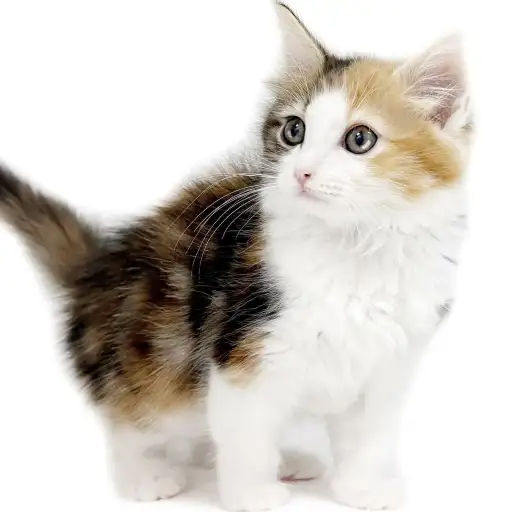 ノルウェージャンフォレストキャット