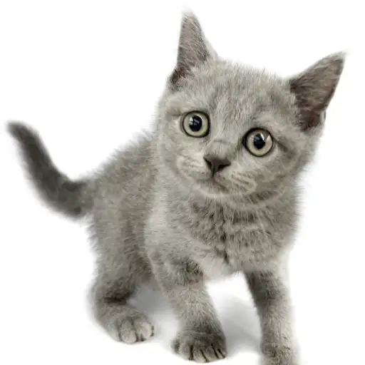 ブリティッシュショートヘア