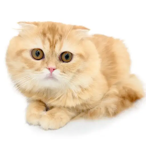 スコティッシュフォールド