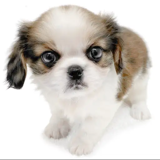 MIX（ペキニーズ×キャバリアキングチャールズスパニエル）