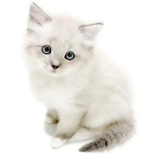 ネヴァマスカレード