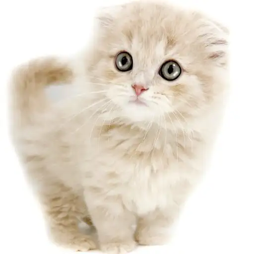 スコティッシュフォールド