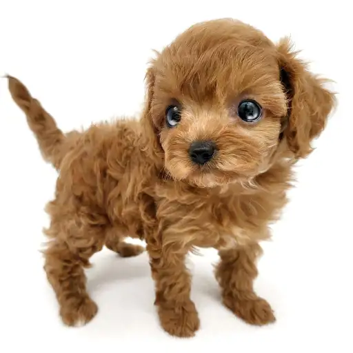 MIX(キャバリアキングチャールズスパニエル×トイプードル)