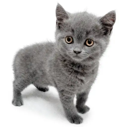 ブリティッシュショートヘア