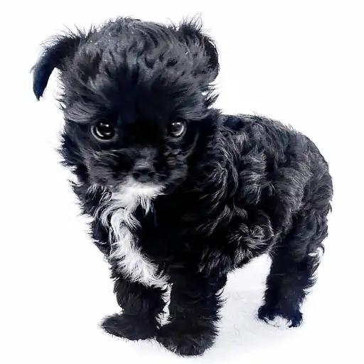 MIX（チワワ×トイプードル）