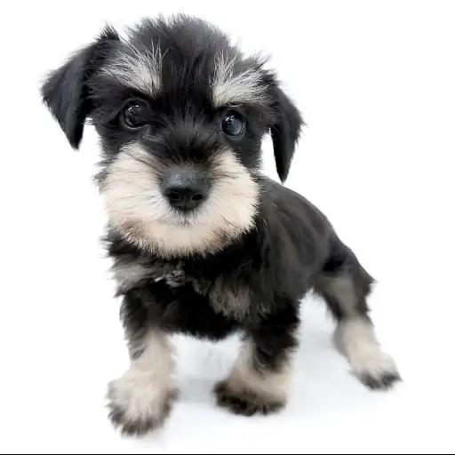 ミニチュア・シュナウザー