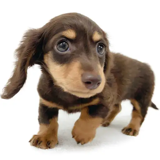 カニンヘン・ダックスフント