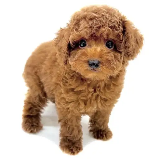 トイ・プードル