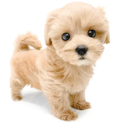 MIX(マルチーズ×トイプードル)