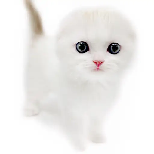 スコティッシュフォールド