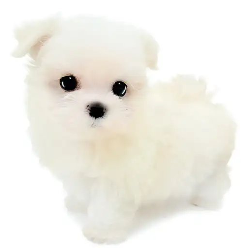 MIX（チワワ×マルチーズ）