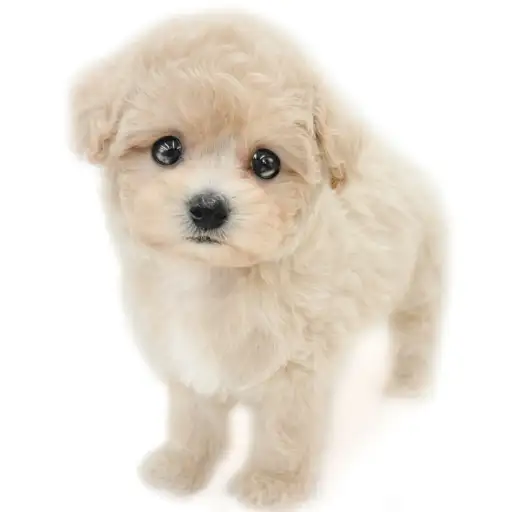 MIX（トイプードル×ビションフリーゼ）