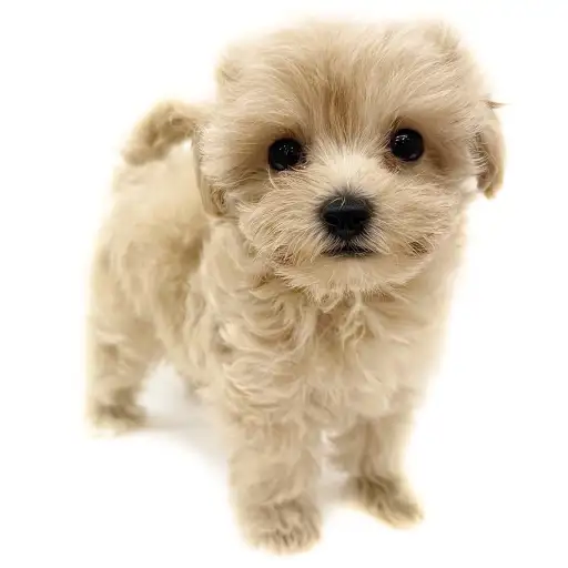 MIX（マルチーズ×トイプードル）