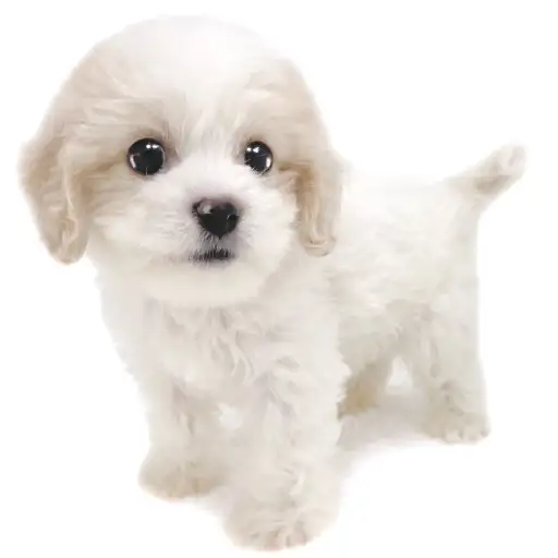 MIX（キャバリアキングチャールズスパニエル×ビションフリーゼ）