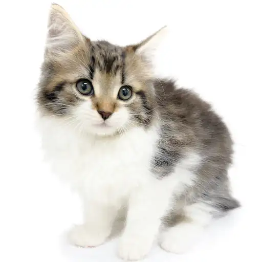 ノルウェージャンフォレストキャット