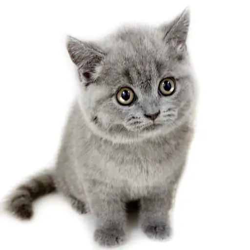 ブリティッシュショートヘア