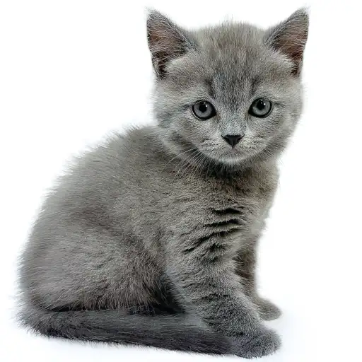 ブリティッシュショートヘア