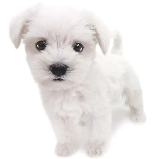 MIX（マルチーズ×ミニチュアシュナウザー）