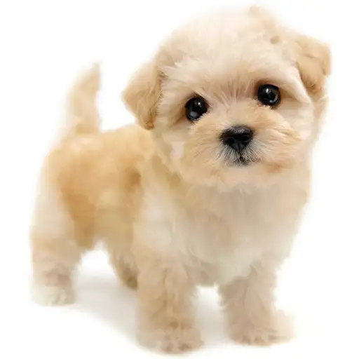 MIX（チワワ×トイプードル）