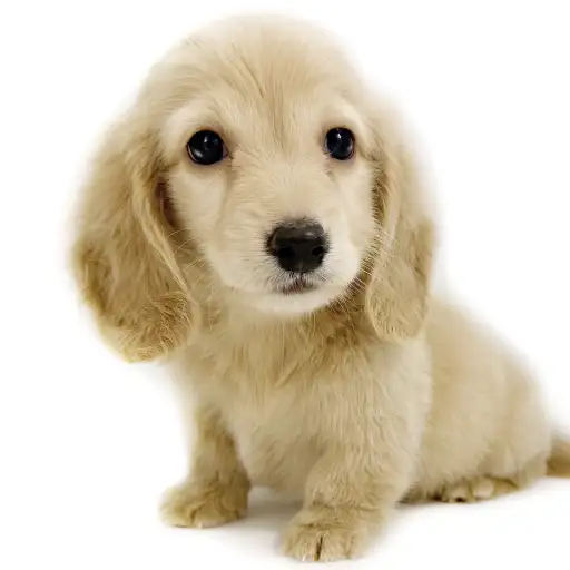 ミニチュア・ダックスフント