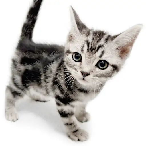 アメリカンショートヘア