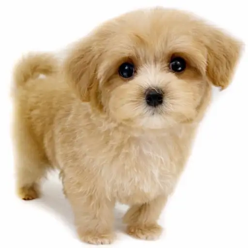 MIX（マルチーズ×トイプードル）