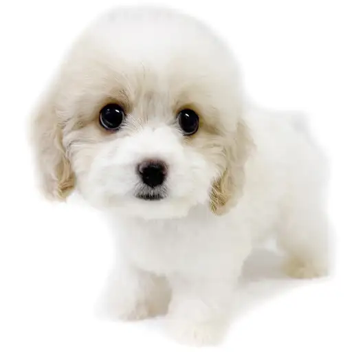 MIX（キャバリアキングチャールズスパニエル×ビションフリーゼ）