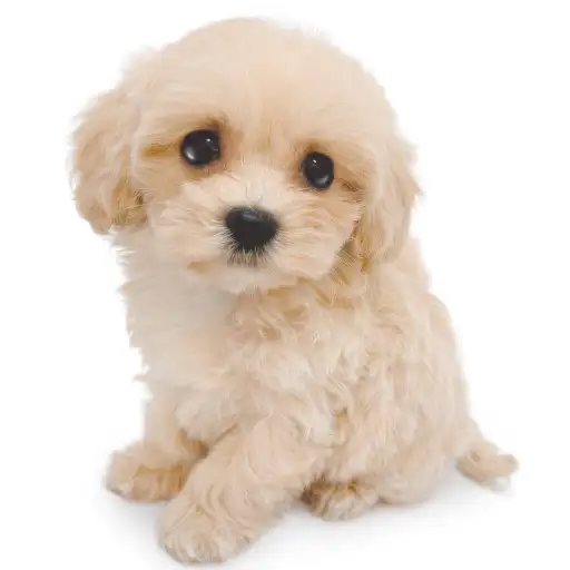 MIX(マルチーズ×トイプードル)