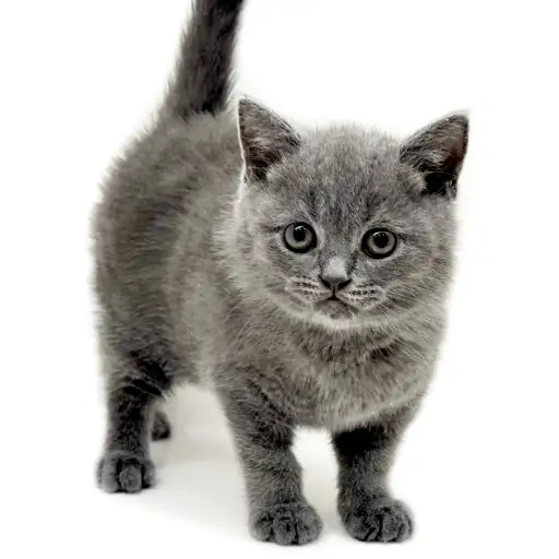 ブリティッシュショートヘア