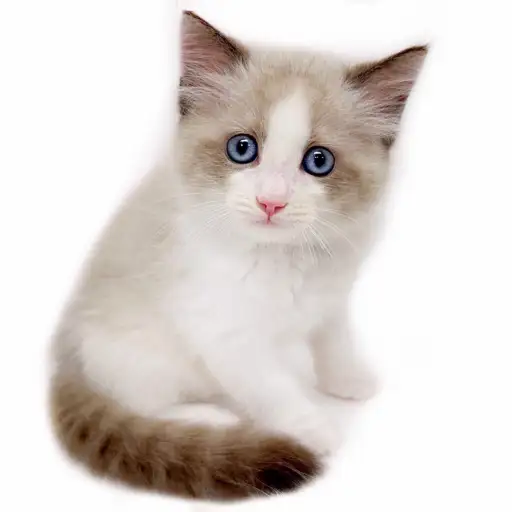 ネヴァマスカレード