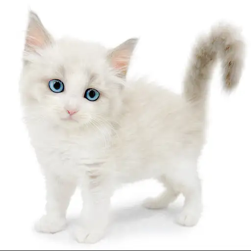 ネヴァマスカレード