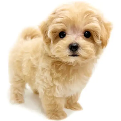 MIX（マルチーズ×トイプードル）