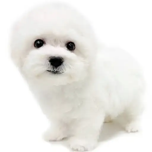 ビションフリーゼ