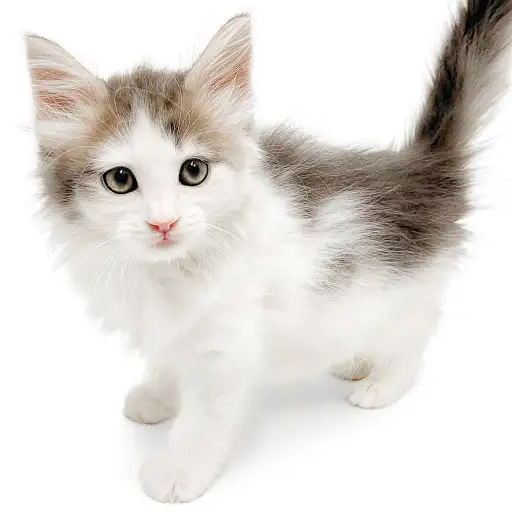 ノルウェージャンフォレストキャット