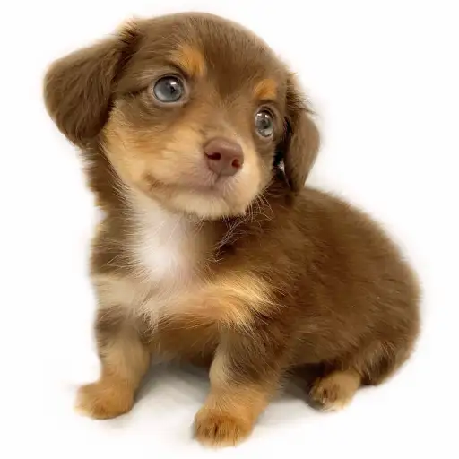 MIX(チワワ×ミニチュアダックスフント)