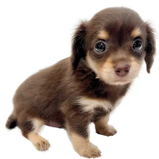 MIX（チワワ×ミニチュアダックスフント）