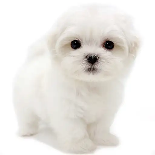 MIX（マルチーズ×シーズー）