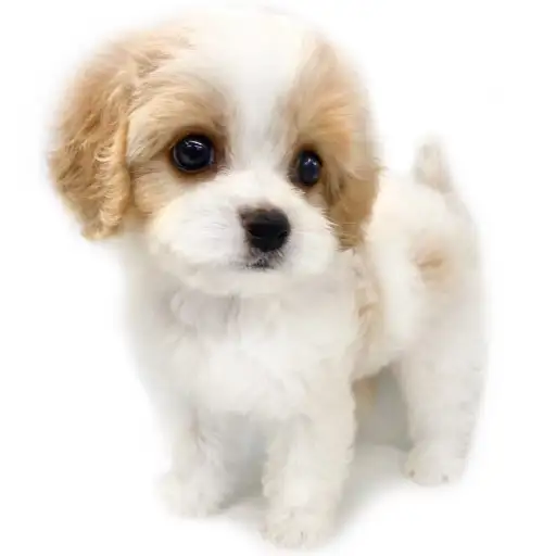 MIX（キャバリアキングチャールズスパニエル×ビションフリーゼ）