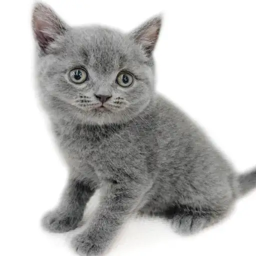 ブリティッシュショートヘア