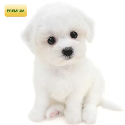 ビションフリーゼ