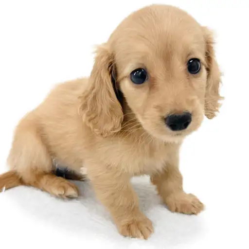 カニンヘン・ダックスフント