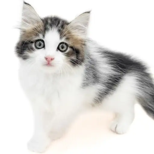 ノルウェージャンフォレストキャット