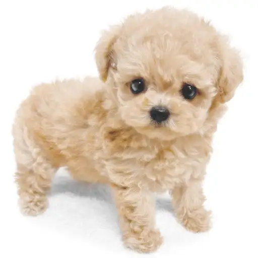 MIX（チワワ×トイプードル）