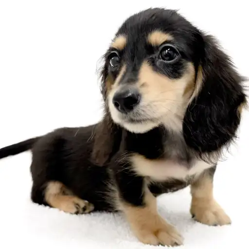 ミニチュア・ダックスフント