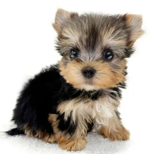 ヨークシャーテリア