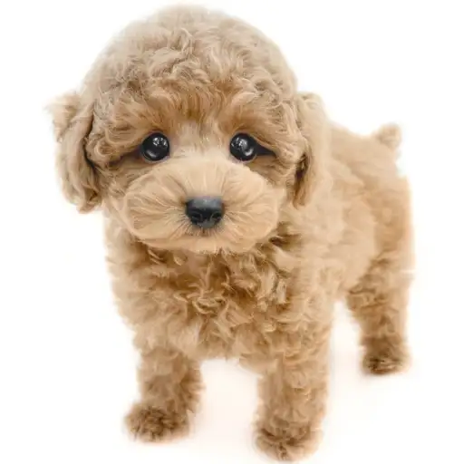 トイ・プードル