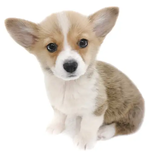 ウェルシュコーギーペンブローク