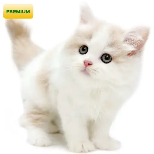 ノルウェージャンフォレストキャット