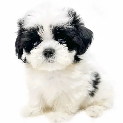 MIX（マルチーズ×シーズー）